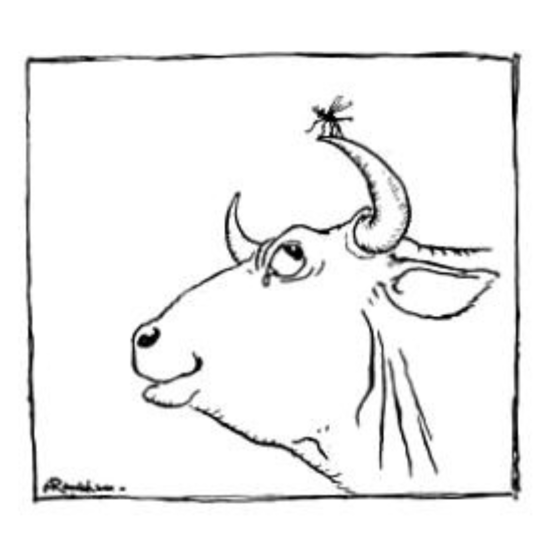 बैल आणि डास